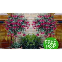 Two Fuchsia Tree Patio Standards - Free P&P