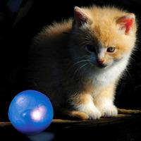 Twinkle Ball for Cats