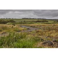 tyrendarra ipa and mt eccles national park guided day tour