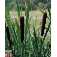 Typha angustifolia (Marginal Aquatic) - 1 x 1 litre potted typha plant