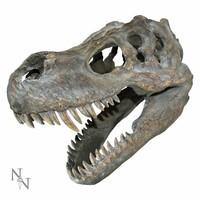 tyrannosaurus rex skull small ornament 395cm