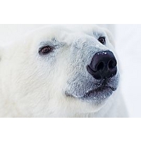 Ultimate Polar Bear Adventure