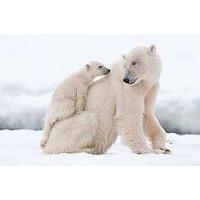 ultimate polar bear adventure with toronto add on