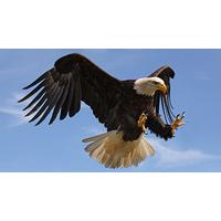 Ultimate Half Day Eagle Experience in Bedfordshire