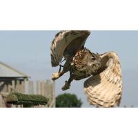 Ultimate Bird of Prey Falconry Day in Dorset