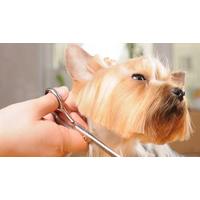 Ultimate Guide to Dog Grooming Online Course