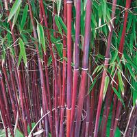 Umbrella Bamboo \'Asian Wonder\' - 2 x 9cm potted fargesia plants