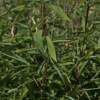 Umbrella Bamboo \'Selection\' (Large Plant) - 2 x 10 litre potted fargesia plants