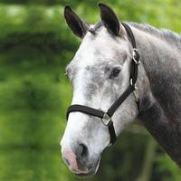 Unknown Breakaway Headcollar