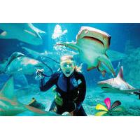 Underwater World SEA LIFE Aquarium and Mooloolaba Day Trip from Gold Coast