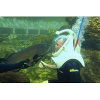 Underwater Helmet-Diving Experience at the Miami Seaquarium