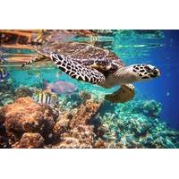 Underwater Maya Snorkeling Tour