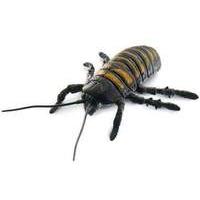 uncle milton national geographic wild bugs hissing cockroach model u16 ...