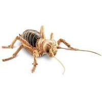 uncle milton national geographic wild bugs jerusalem cricket model u16 ...