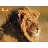 Uncle Milton National Geographic WILD Animal Jigsaw Puzzle Lion