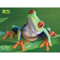 Uncle Milton National Geographic WILD Animal Jigsaw Puzzle Red-eyed Tree Frog