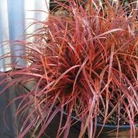 Uncinia Rubra Everflame 1 x 9cm Pot