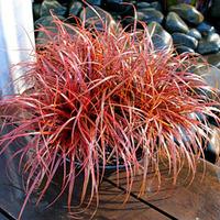 Uncinia rubra \'Everflame\' - 1 uncinia plant in 9cm pot