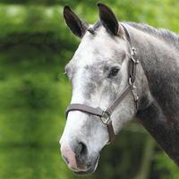 unknown breakaway headcollar