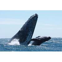 up close whale watching tour in cabo san lucas