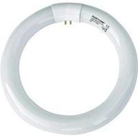 UV ring light Plus Lamp 22 W rund Base G10q 1 pc(s)