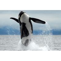 Vancouver Island Whale and Wildlife Tour