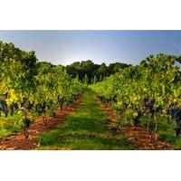 Varna Horses and Vines Tour