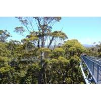 Valley of the Giants and Tree Top Walk Day Tour from Perth