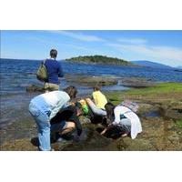 vancouver island forest and beach nature tour