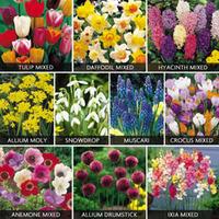 Value Spring Bulbs Collection - 170 spring bulbs