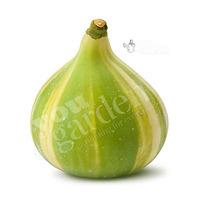 Variegated Fig \'Panache\' 9cm