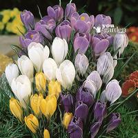 Value Jumbo Crocus - 100 bulbs Size 7/8