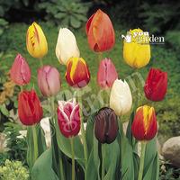 Value Triumph Tall Tulips - 50 bulbs Size 9/11