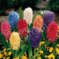 Value Hyacinth Pack - 12 bulbs Size 14/15