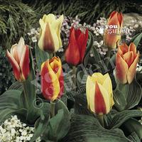 Value Miniature Tulips - 50 bulb...