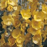 Verbascum bombyciferum \'Silver Lining\' - 1 packet (500 verbascum seeds)