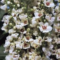 Verbascum chaixii \'Album\' - 1 packet (125 verbascum seeds)