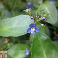 veronica beccabunga marginal aquatic 3 x 9cm potted veronica plants