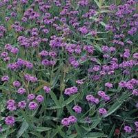 Verbena rigida - 1 packet (150 verbena seeds)