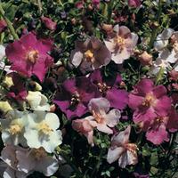 verbascum phoeniceum hybrids 1 packet 600 verbascum seeds