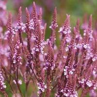 Verbena hastata \'Pink Spires\' - 1 packet (50 verbena seeds)