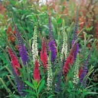 Veronica (Mixed Colours) - 1 packet (50 Veronica seeds)