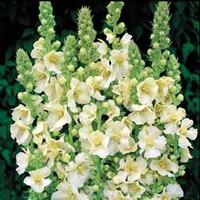 Verbascum x hybrida \'Snow Maiden\' - 1 packet (100 verbascum seeds)