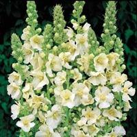 verbascum x hybrida snow maiden 1 packet 100 verbascum seeds