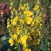 verbascum x hybrida banana custard 1 packet 40 verbascum seeds