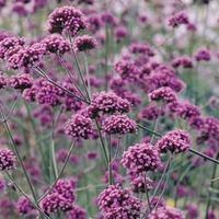 Verbena bonariensis (Large Plant) - 1 x 2 litre potted verbena plant