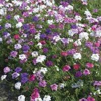 Verbena tenuisecta \'Desert Jewels Mixed\' - 1 packet (35 verbena seeds)