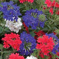 Verbena \'Union Jack Mixed\' (Garden Ready) - 30 verbena garden ready plants