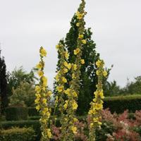 verbascum olympicum large plant 1 x 1 litre potted verbascum plant