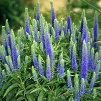 veronica spicata royal candles large plant 1 x 1 litre potted veronica ...